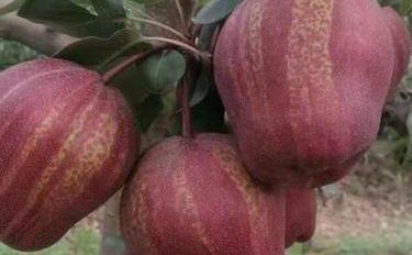 梨樹下的化妝品秘方 讓美麗回歸自然“落花量”溫柔守護(hù)